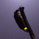 En busca de las 'hadas voladoras' en los campos españoles, una luciérnaga vista por última vez en 1929