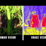 Cómo ven el mundo los animales [ENG]