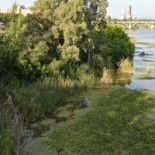 El Nenúfar Mejicano y el Camalote, ¿gallina de huevos de oro para Confederación Hidrográfica?