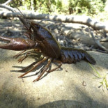 Hallado un tipo de cangrejo español resistente al mal que diezmó la especie