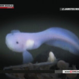 Filman a un pez a una profundidad récord: 8.178 metros [ENG]