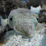 La sepia que imita al cangrejo ermitaño