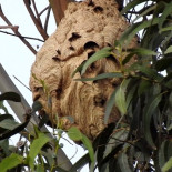 El avispón asiático se asienta en el cantábrico