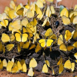 Mariposas que se portan mal