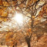 Una avispa china pone en jaque la producción de castañas de Andalucía