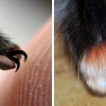 Resulta que las arañas tienen pequeñas manos [ENG]