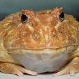 Rana prehistórica era capaz de devorar dinosaurios