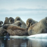 Tolkien y los "caballos-ballena": el origen de "walrus" (morsa) [ENG]