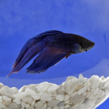 La depresión en los peces no es ninguna broma [ENG]