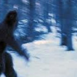 ¿Abominable hombre de las nieves? No. Estudio vincula muestras de ADN de presuntos Yetis con osos asiáticos (ENG)