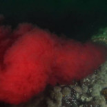 Hallan una tubería que vierte sangre en el Pacífico