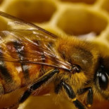 Abejas australianas construyen un nido en espiral