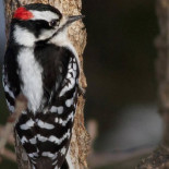 El cerebro del pájaro carpintero acumula una proteína asociada con el daño cerebral en humanos
