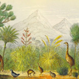 Reconstruyen el genoma del moa, un pájaro extinto durante 700 años (ING)