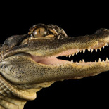 Hablemos de los genitales de los reptiles [ENG]