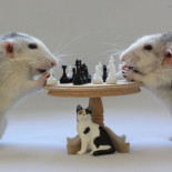 ¿Por qué juegan los animales? [ENG]