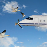 ¿Qué ocurre cuando un pájaro golpea un avión? [ENG]