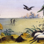 El pájaro que guía a humanos y animales hasta la miel a cambio de las sobras