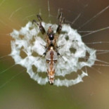 La araña que se disfraza de excremento de ave