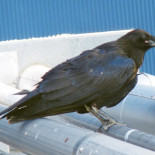 Cómo los cuervos hicieron que LIGO fallase [EN]