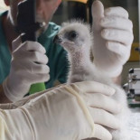 Una pareja de águilas de Bonelli ‘adopta’ un pollo criado en cautividad