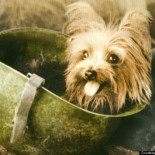 Smoky, el Yorkie de la II Guerra Mundial