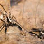 Las arañas desarrollan una personalidad propia