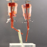 Dedos auténticamente ciborg combinan la robótica con las células vivas