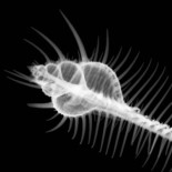 ¿Cómo se forman las conchas marinas?