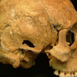 El cerebro humano creció y se desarrolló gracias a estos genes: NOTCH2NL