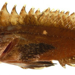 Estos peces tienen navajas bajo los ojos, y no son de adorno