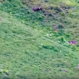 Un lobo huye del ataque de un ciervo