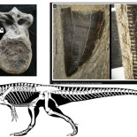 Los mayores carnívoros de Europa pisaron Asturias