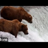 Osos pardos en las cascadas del río Brooks en el Parque Nacional Katmai, Alaska