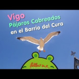 Pájaros cabreados en el Barrio del Cura, Vigo