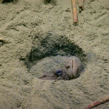 Un pez sapo caza una barracuda [ENG]