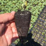 El mosaico de Gata suma 160 iniciativas en 12.000 hectáreas