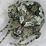 Una nueva especie de araña descubierta en la península ibérica [Eng]