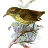 La culpa no fue del gato