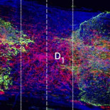 Posible nueva técnica para "recablear" médula espinal