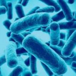 ¿Son beneficios los probióticos para la salud?