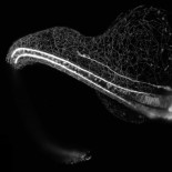 Vídeos ganadores del concurso "Small World" de Nikon 2018 (ING)