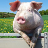 La enmarañada historia de los cerdos