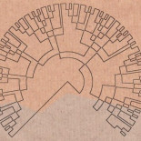 La misteriosa sucesión de Kolakoski