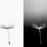 Las semillas del diente de león vuelan al crear un remolino anular sobre ellas (ING)