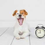 Descubren que las mascotas si tienen noción del tiempo