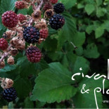 Ocean Island: cómo destruir una isla