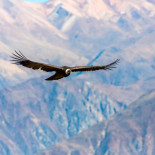 Así es el reino del cóndor en el Cañón del Colca