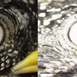 Las aves que han reinventado las gafas de sol