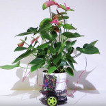 Planta Cyborg controla un robot para moverse hacia la luz [EN]